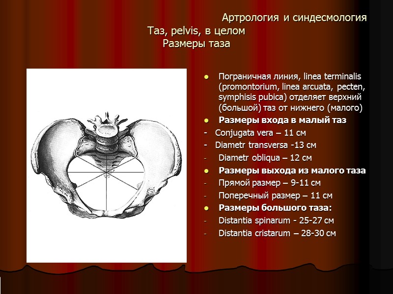 Артрология и синдесмология Таз, pelvis, в целом Размеры таза  Пограничная линия, linea terminalis